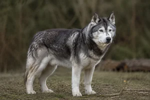Siberian Husky — senior