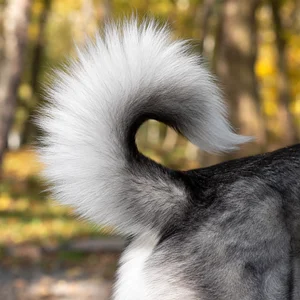 Siberian Husky — tail