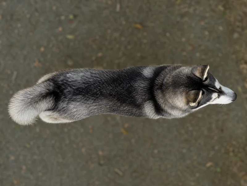 Siberian Husky — top