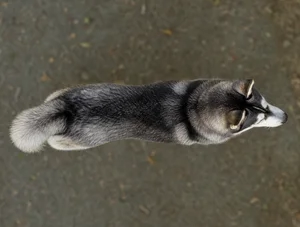 Siberian Husky — top