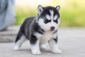 Siberian Husky — young puppy (~1 mo)