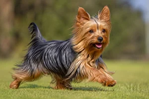 Silky Terrier — running