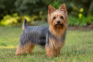 Silky Terrier — adult