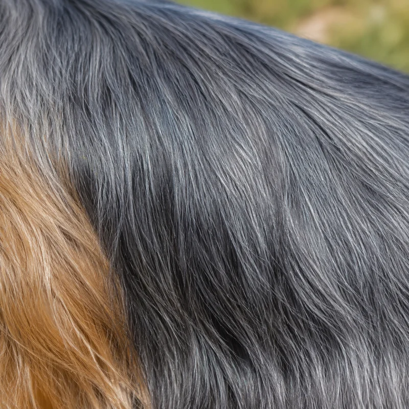 Silky Terrier — coat texture