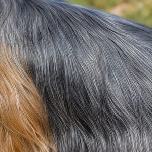 Silky Terrier — coat texture