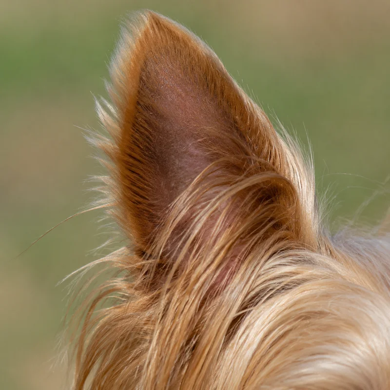 Silky Terrier — ears