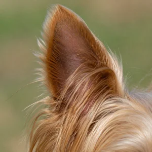 Silky Terrier — ears