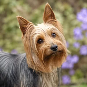 Silky Terrier — alert
