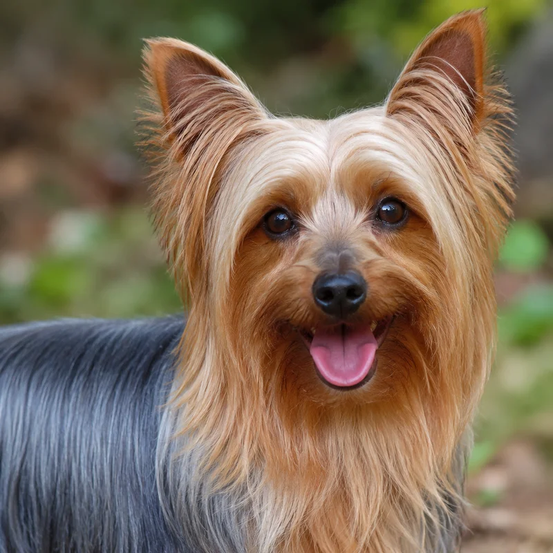 Silky Terrier — happy