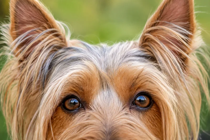 Silky Terrier — eyes
