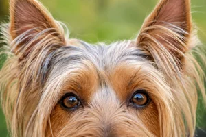 Silky Terrier — eyes