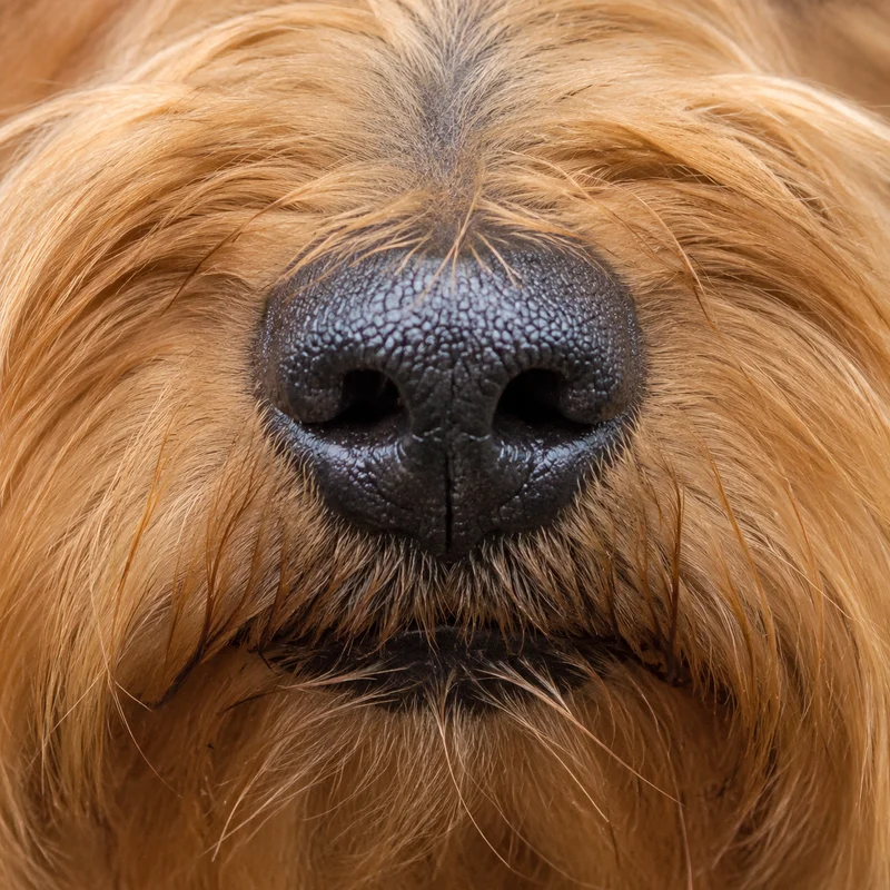 Silky Terrier — nose
