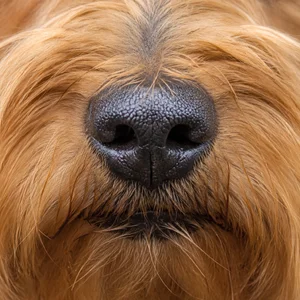 Silky Terrier — nose