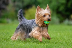 Silky Terrier — playing