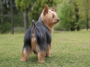Silky Terrier — rear