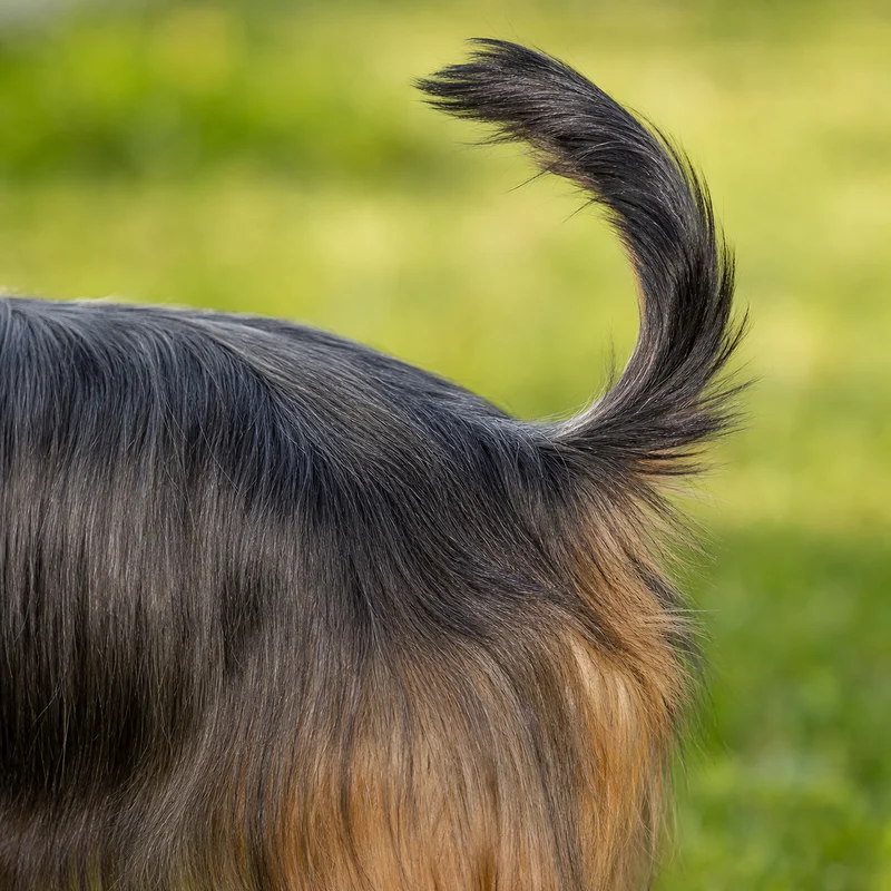 Silky Terrier — tail