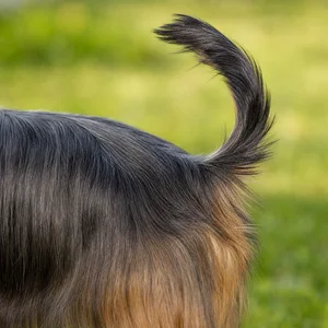Silky Terrier — tail