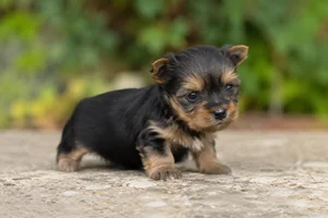 Silky Terrier — young puppy (~1 mo)