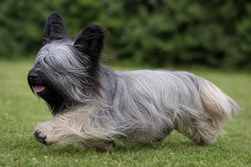 Skye Terrier — running