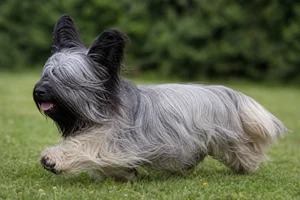 Skye Terrier — running