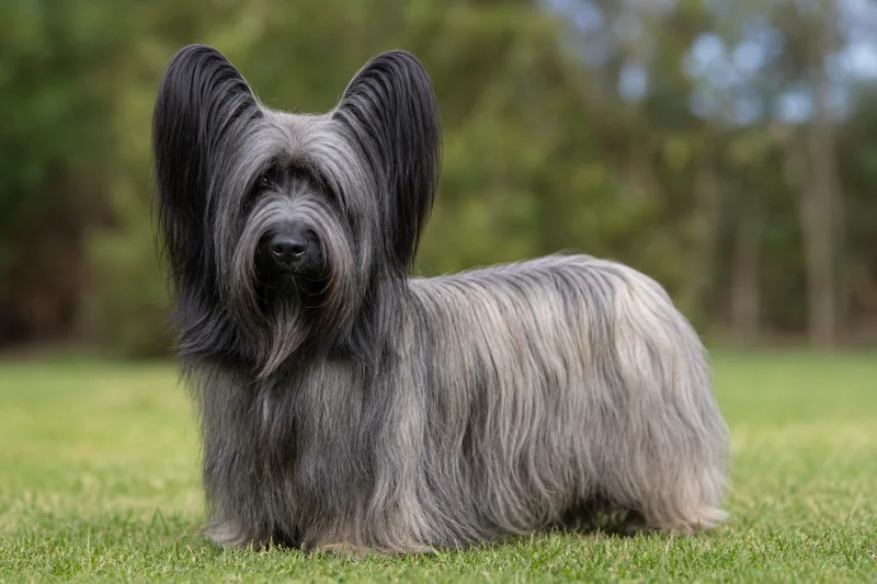 Skye Terrier — adult
