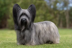 Skye Terrier — adult