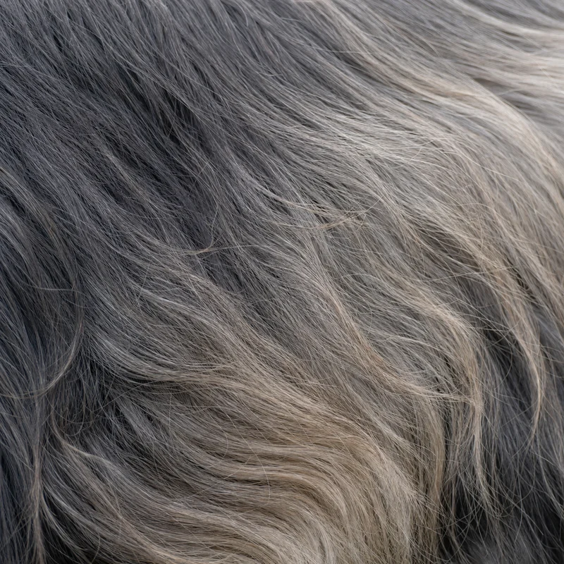 Skye Terrier — coat texture