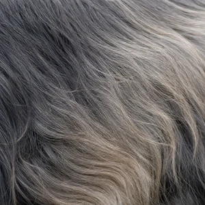 Skye Terrier — coat texture