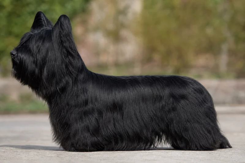 Skye Terrier — black coat