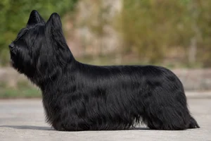Skye Terrier — black coat