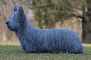 Skye Terrier — blue coat