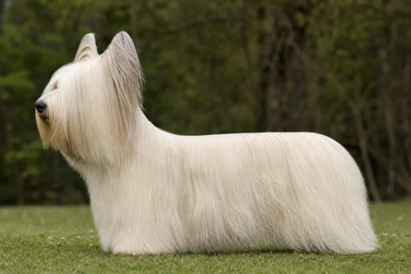 Skye Terrier — cream coat