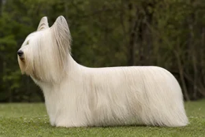 Skye Terrier — cream coat