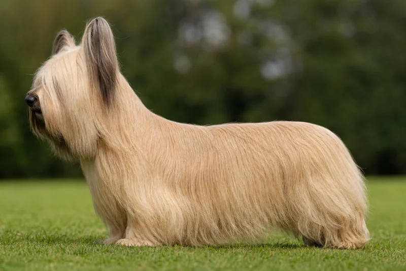 Skye Terrier — fawn coat