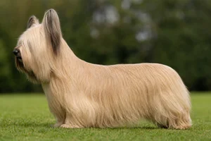 Skye Terrier — fawn coat