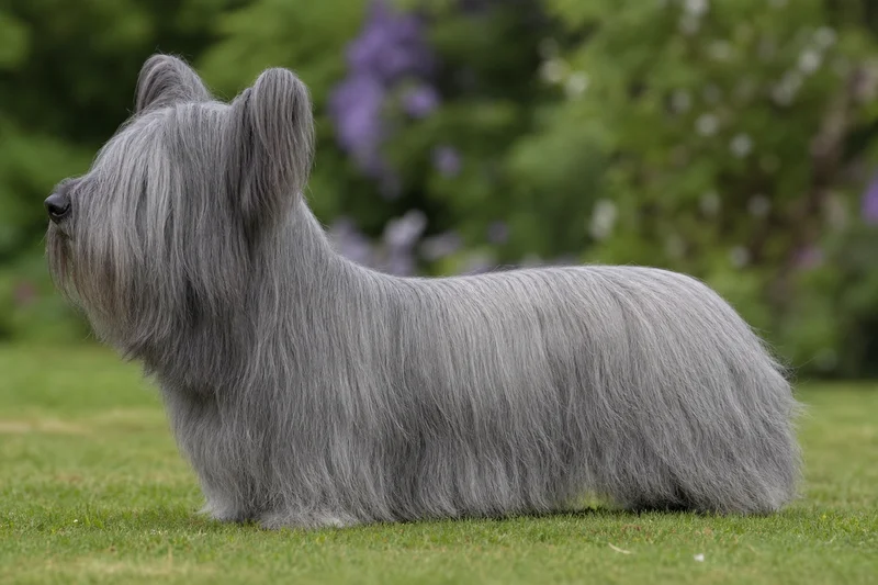 Skye Terrier — grey coat