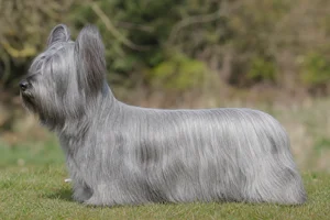 Skye Terrier — silver coat