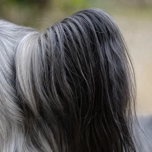 Skye Terrier — ears