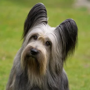 Skye Terrier — alert