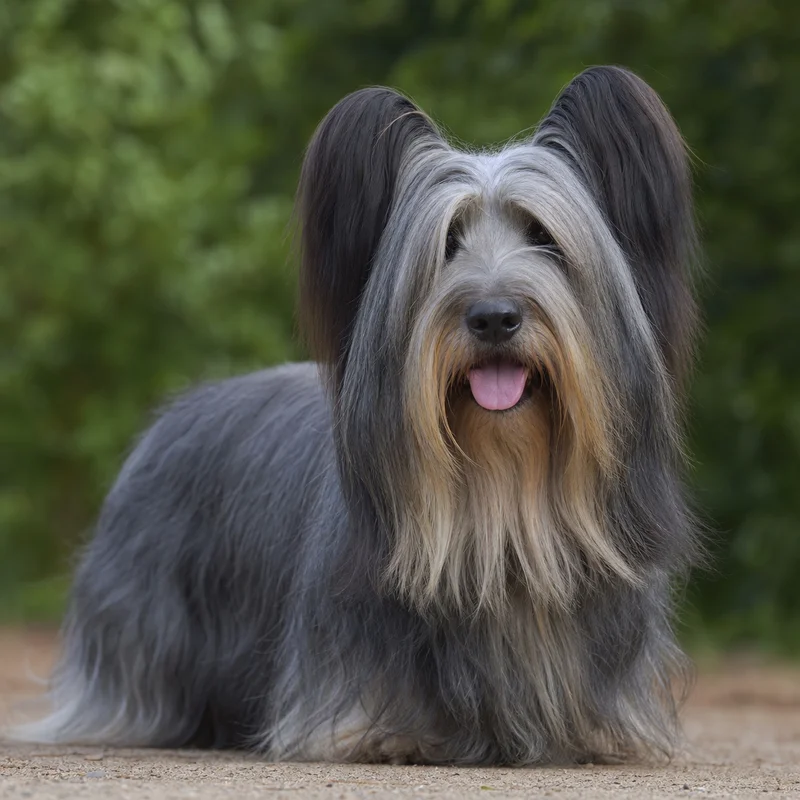 Skye Terrier — happy