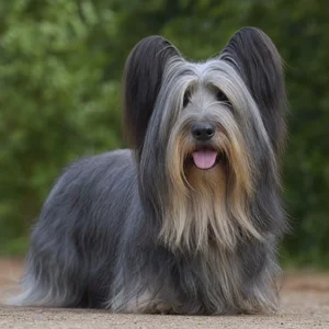 Skye Terrier — happy