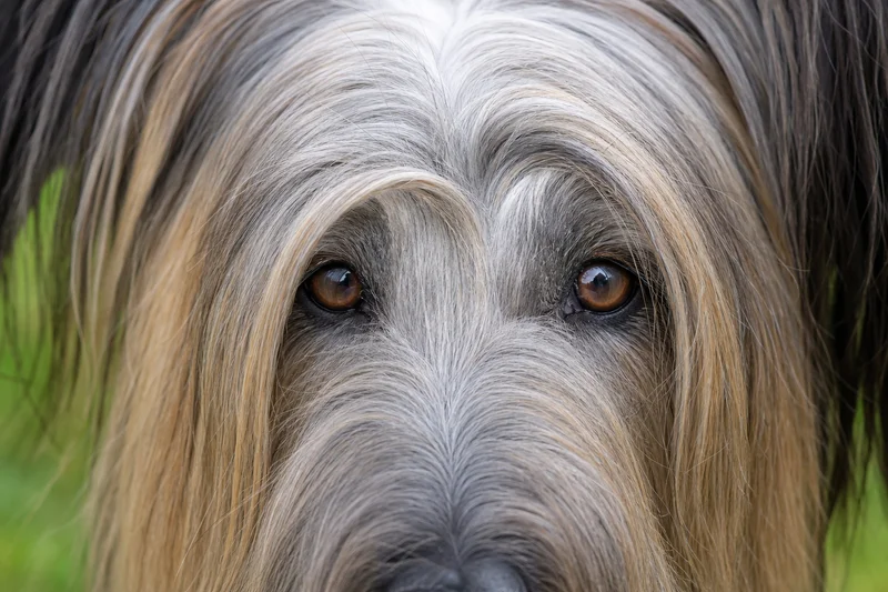 Skye Terrier — eyes