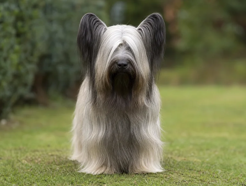 Skye Terrier — front