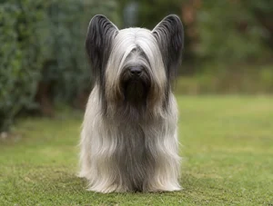 Skye Terrier — front