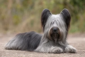 Skye Terrier — lying down