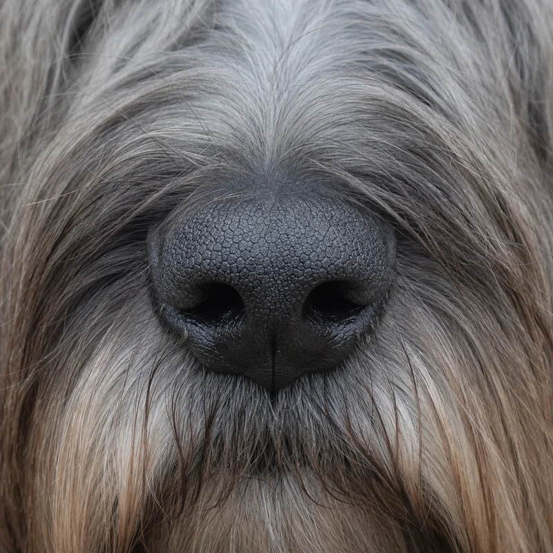 Skye Terrier — nose