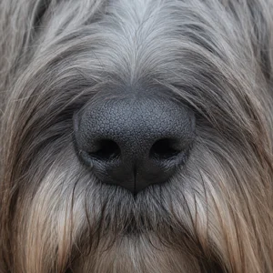 Skye Terrier — nose
