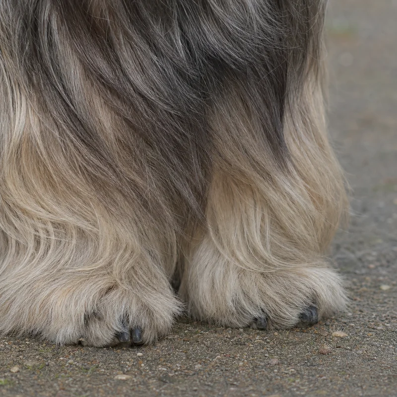 Skye Terrier — paws