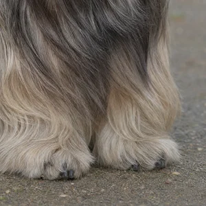 Skye Terrier — paws