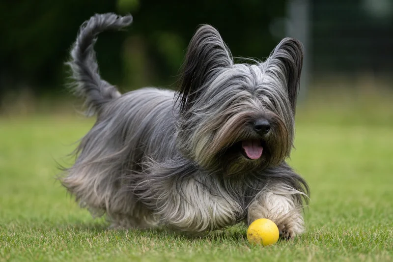 Skye Terrier — playing